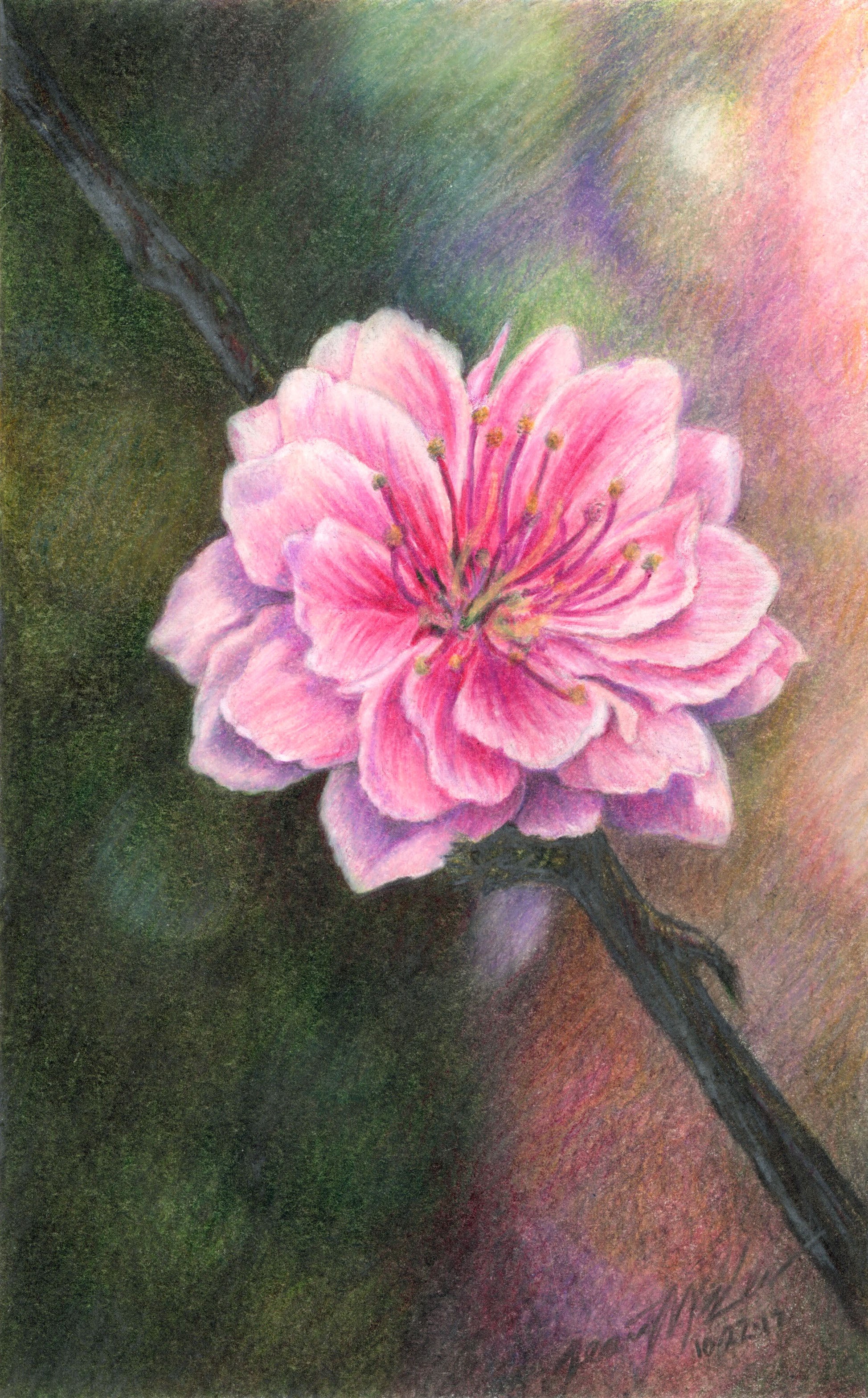 Cherry Blossom Collection Dean McKee Original